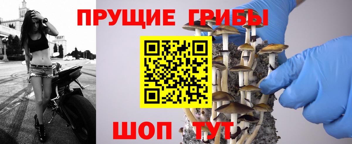 Томск  Псилоцибиновые грибы прущие грибы  Вход с VPN 